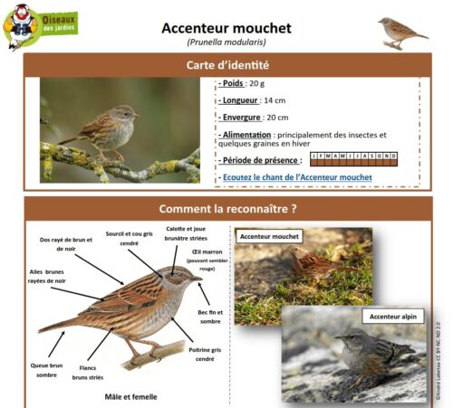 Ficha del Accenteur mouchet